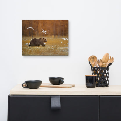 Big Brown Bear Crossing The Marshlands Rustic Wildlife Landscape Photograph Canvas Wall Art Prints