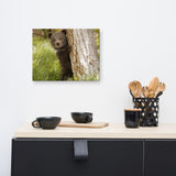 Cute Baby Grizzly Bear Cub Behind Tree In Meadow Animal Wildlife Photograph Canvas Wall Art Prints