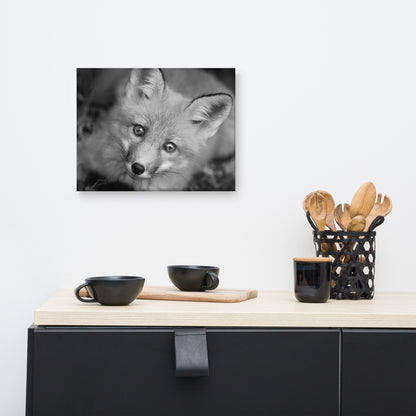 Young Red Fox Face Black and White Animal Wildlife Nature Photograph Canvas Wall Art Prints