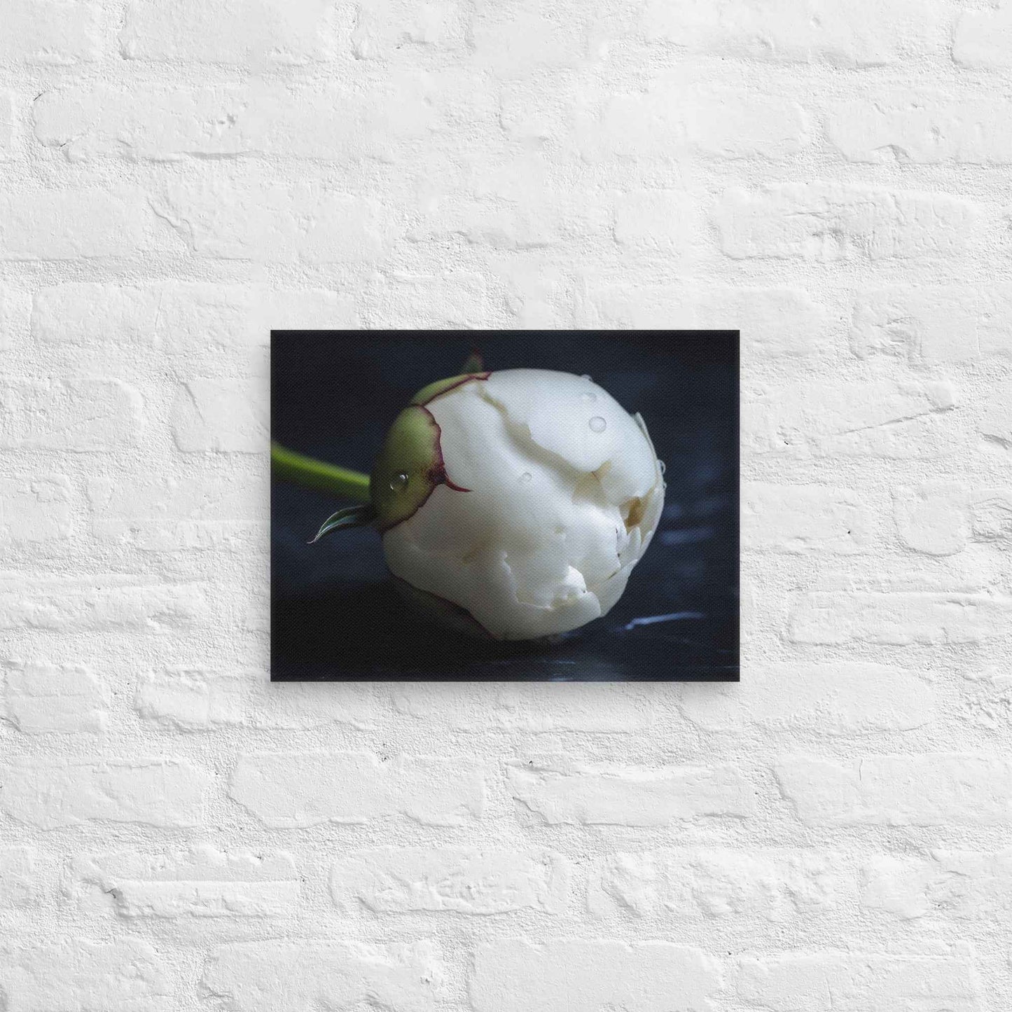 Stark Botanical Peony Bud Floral Photorealistic Digital Artwork Canvas Wall Art Print