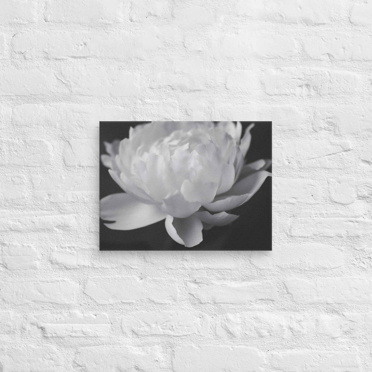 Velvet Shadows Floral Photorealistic Digital Artwork Peony Flower Prints Black and White Canvas
