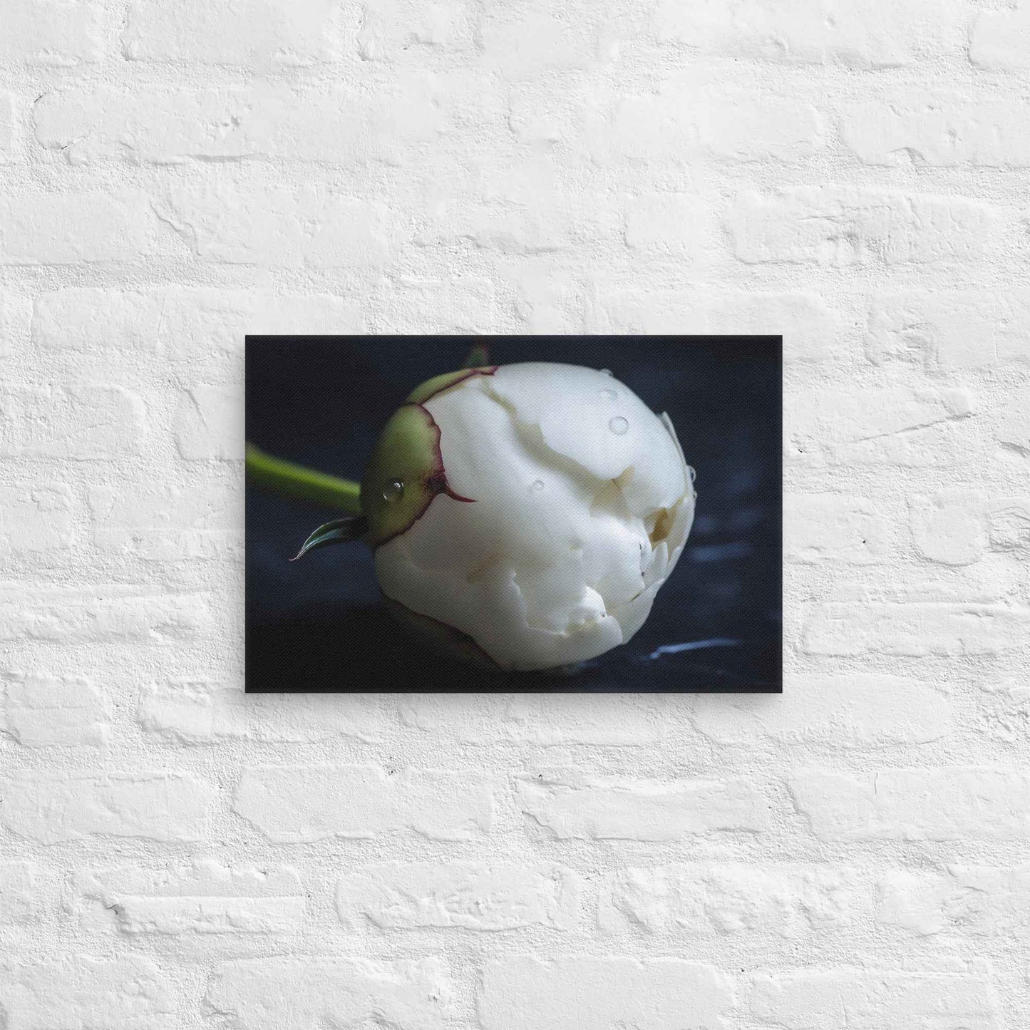Stark Botanical Peony Bud Floral Photorealistic Digital Artwork Canvas Wall Art Print