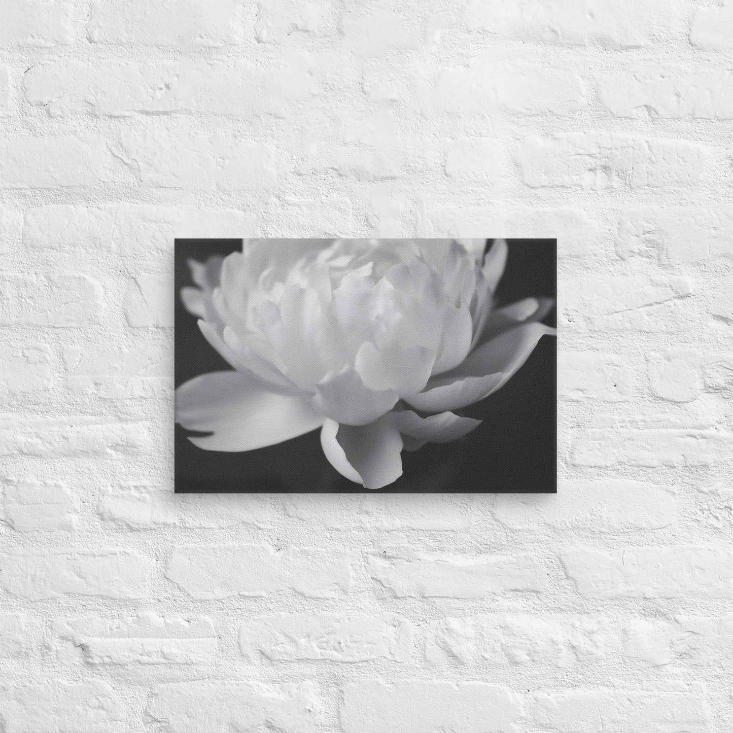 Velvet Shadows Floral Photorealistic Digital Artwork Peony Flower Prints Black and White Canvas