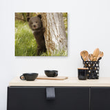 Cute Baby Grizzly Bear Cub Behind Tree In Meadow Animal Wildlife Photograph Canvas Wall Art Prints