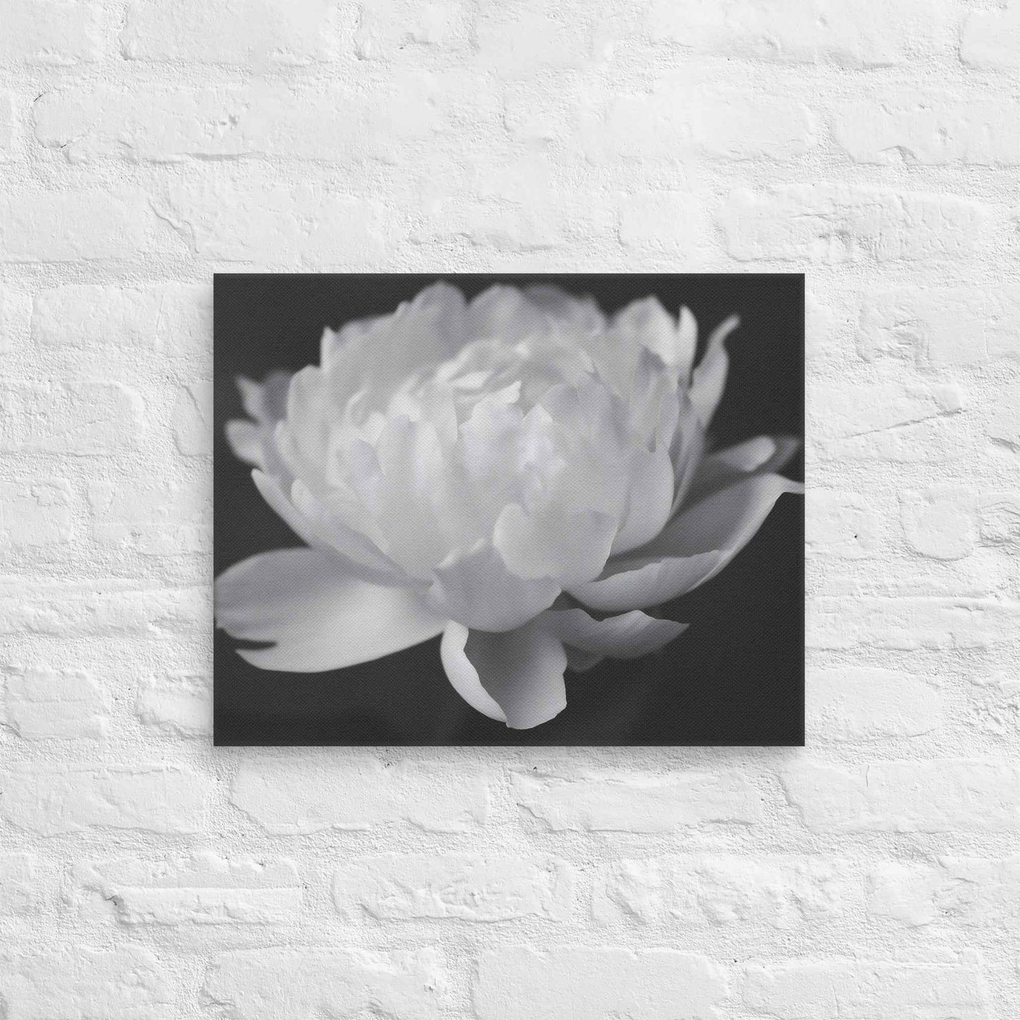 Velvet Shadows Floral Photorealistic Digital Artwork Peony Flower Prints Black and White Canvas
