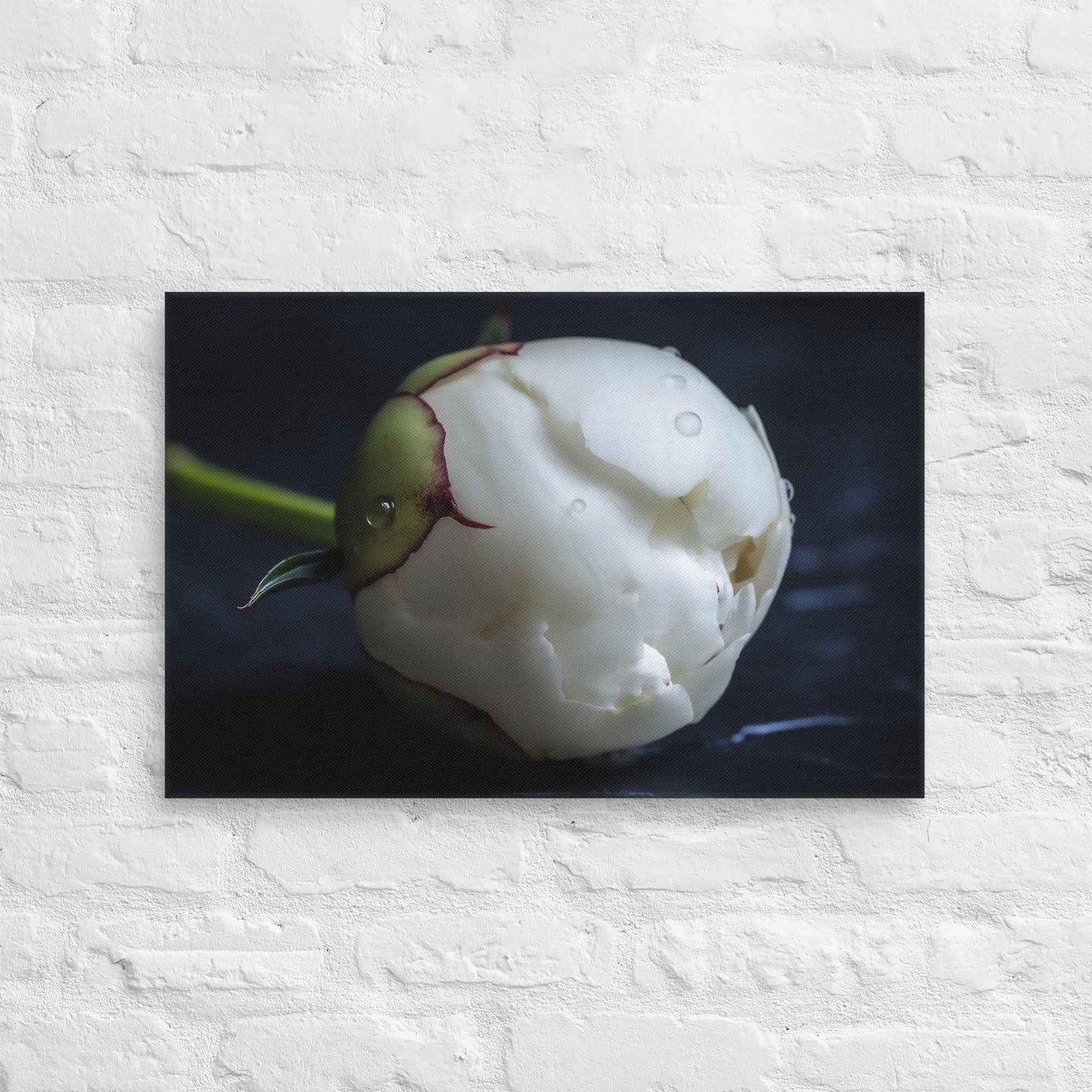 Stark Botanical Peony Bud Floral Photorealistic Digital Artwork Canvas Wall Art Print