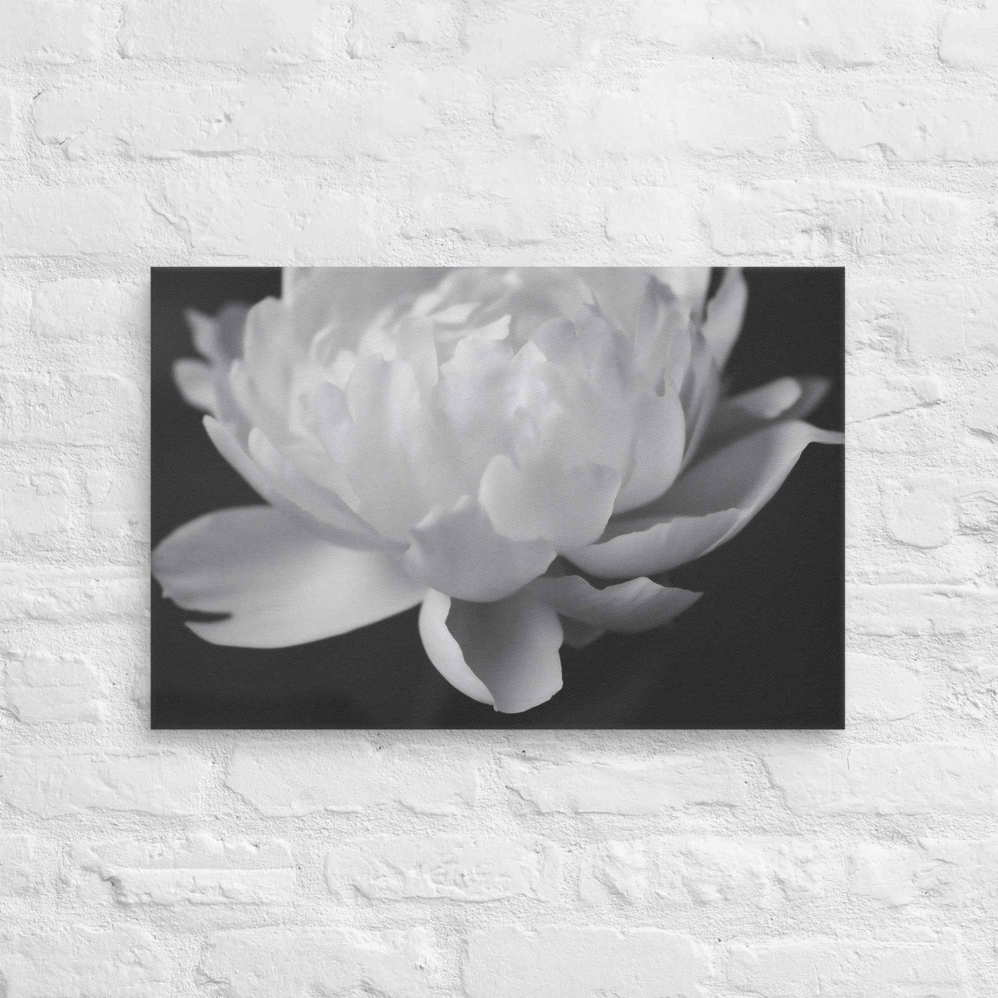 Velvet Shadows Floral Photorealistic Digital Artwork Peony Flower Prints Black and White Canvas