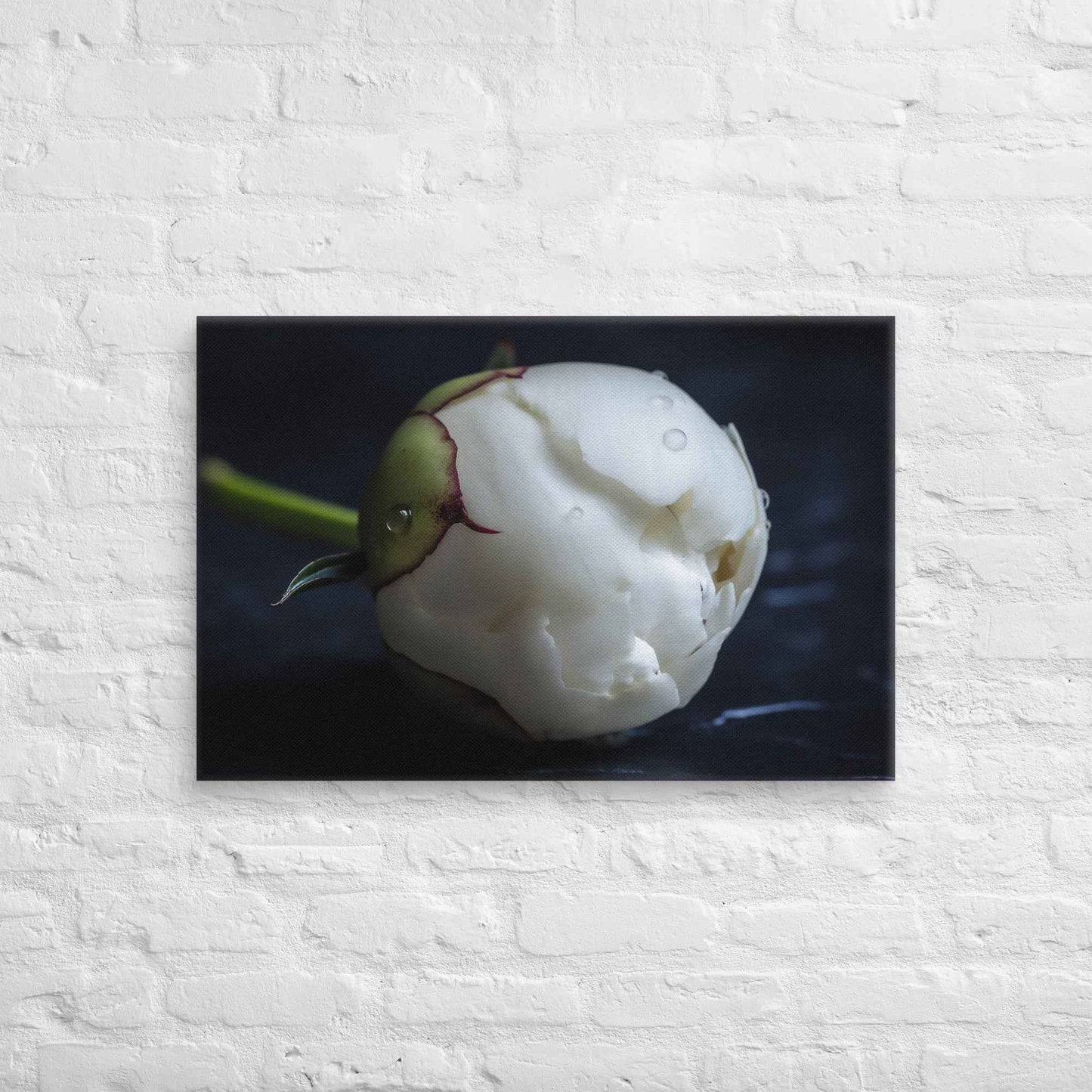 Stark Botanical Peony Bud Floral Photorealistic Digital Artwork Canvas Wall Art Print