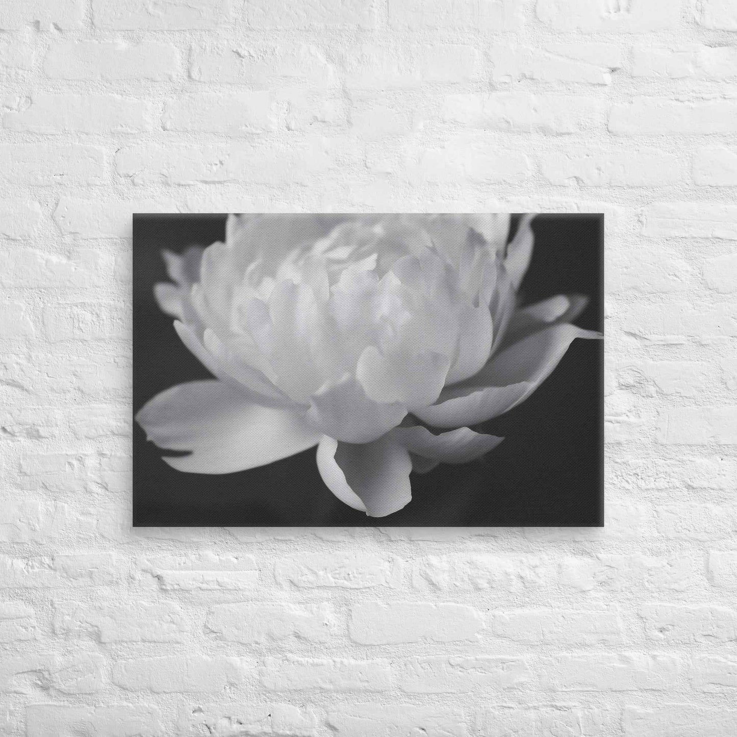 Velvet Shadows Floral Photorealistic Digital Artwork Peony Flower Prints Black and White Canvas