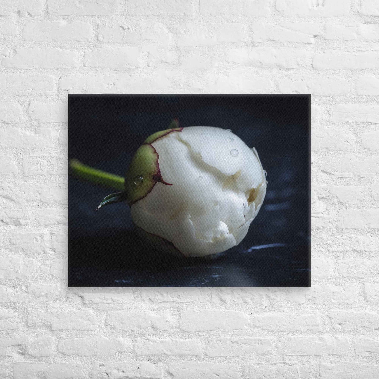Stark Botanical Peony Bud Floral Photorealistic Digital Artwork Canvas Wall Art Print