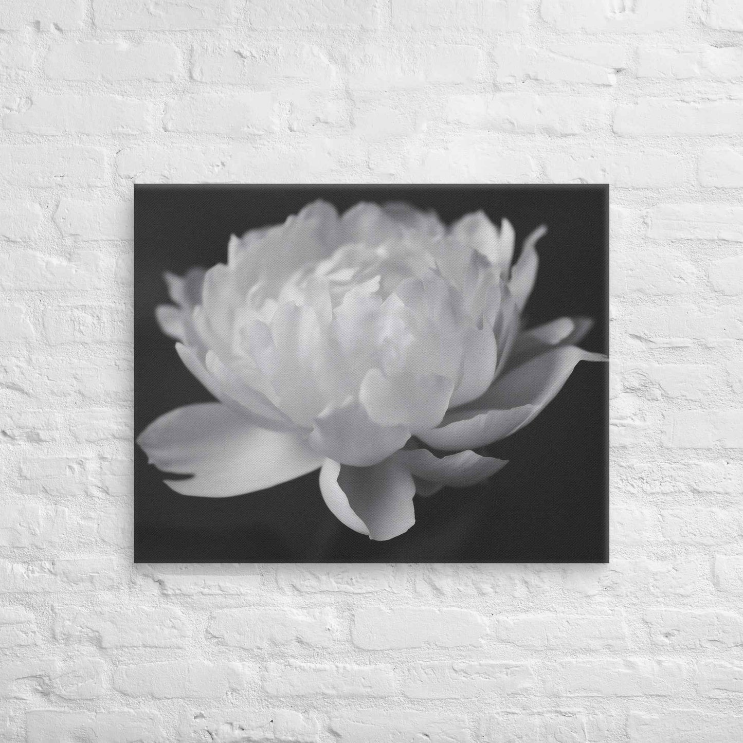 Velvet Shadows Floral Photorealistic Digital Artwork Peony Flower Prints Black and White Canvas