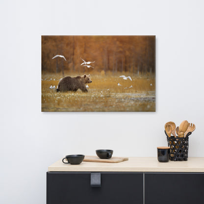 Big Brown Bear Crossing The Marshlands Rustic Wildlife Landscape Photograph Canvas Wall Art Prints
