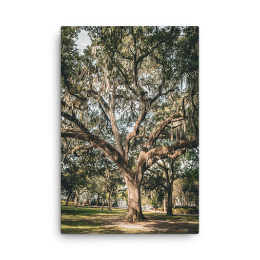 Live Oak and Spanish Moss Forsyth Park Savannah GA Canvas Wall Art Print