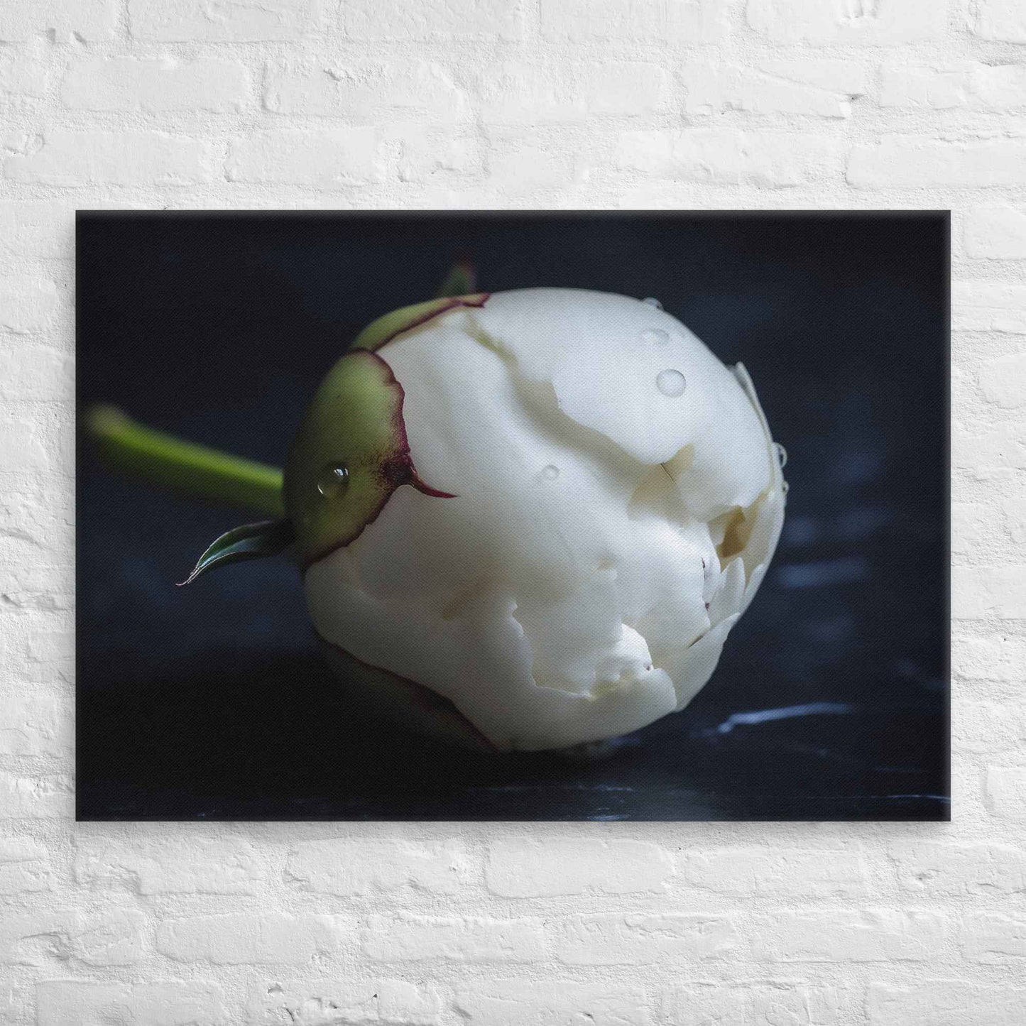 Stark Botanical Peony Bud Floral Photorealistic Digital Artwork Canvas Wall Art Print