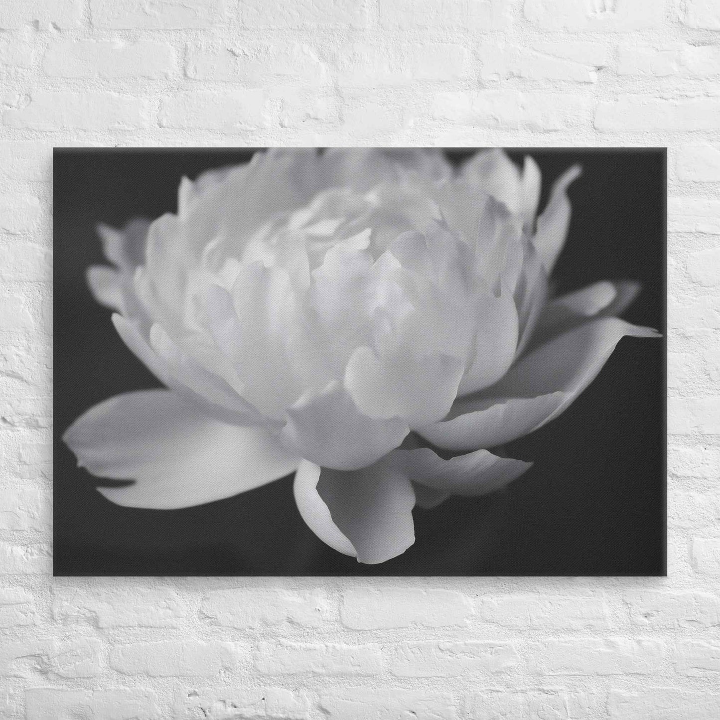 Velvet Shadows Floral Photorealistic Digital Artwork Peony Flower Prints Black and White Canvas