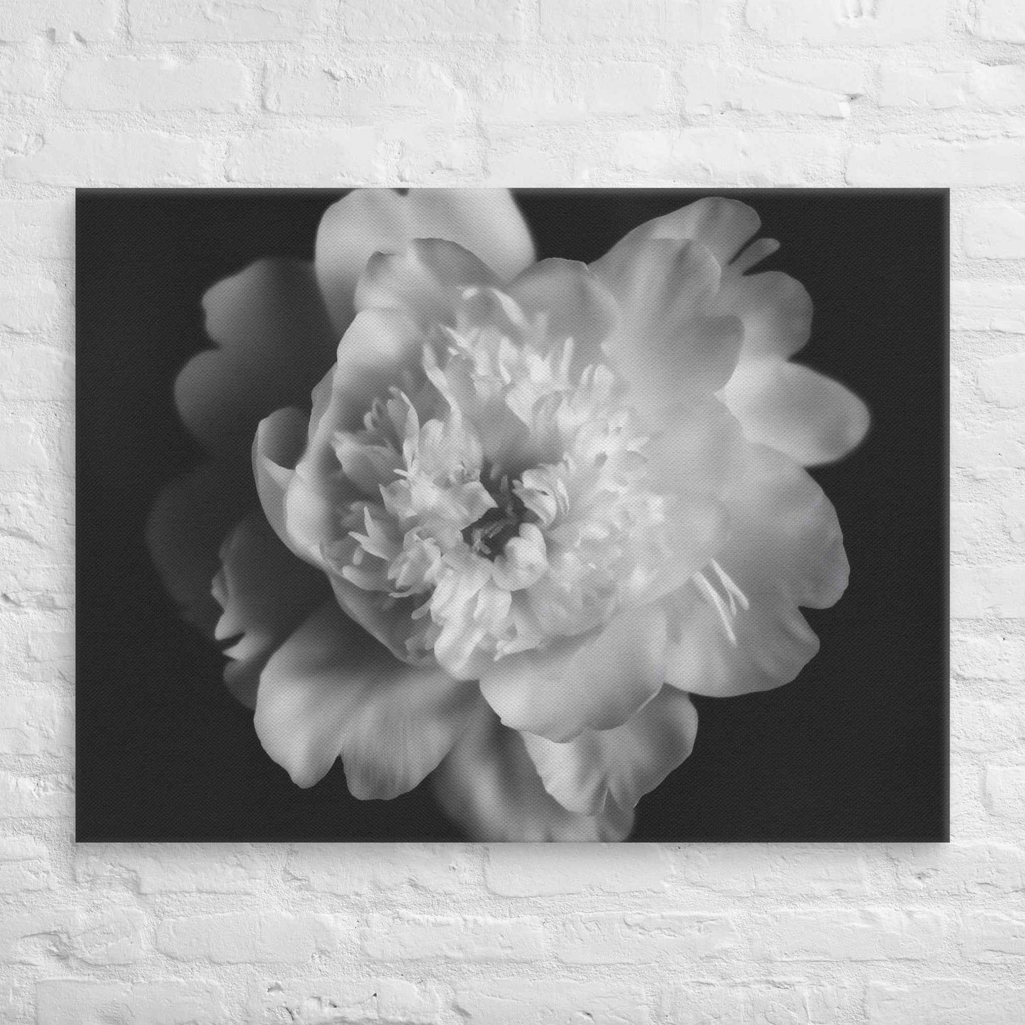 Lingering Fragrance Floral Photorealistic Digital Artwork Peonies Print Canvas Wall Art