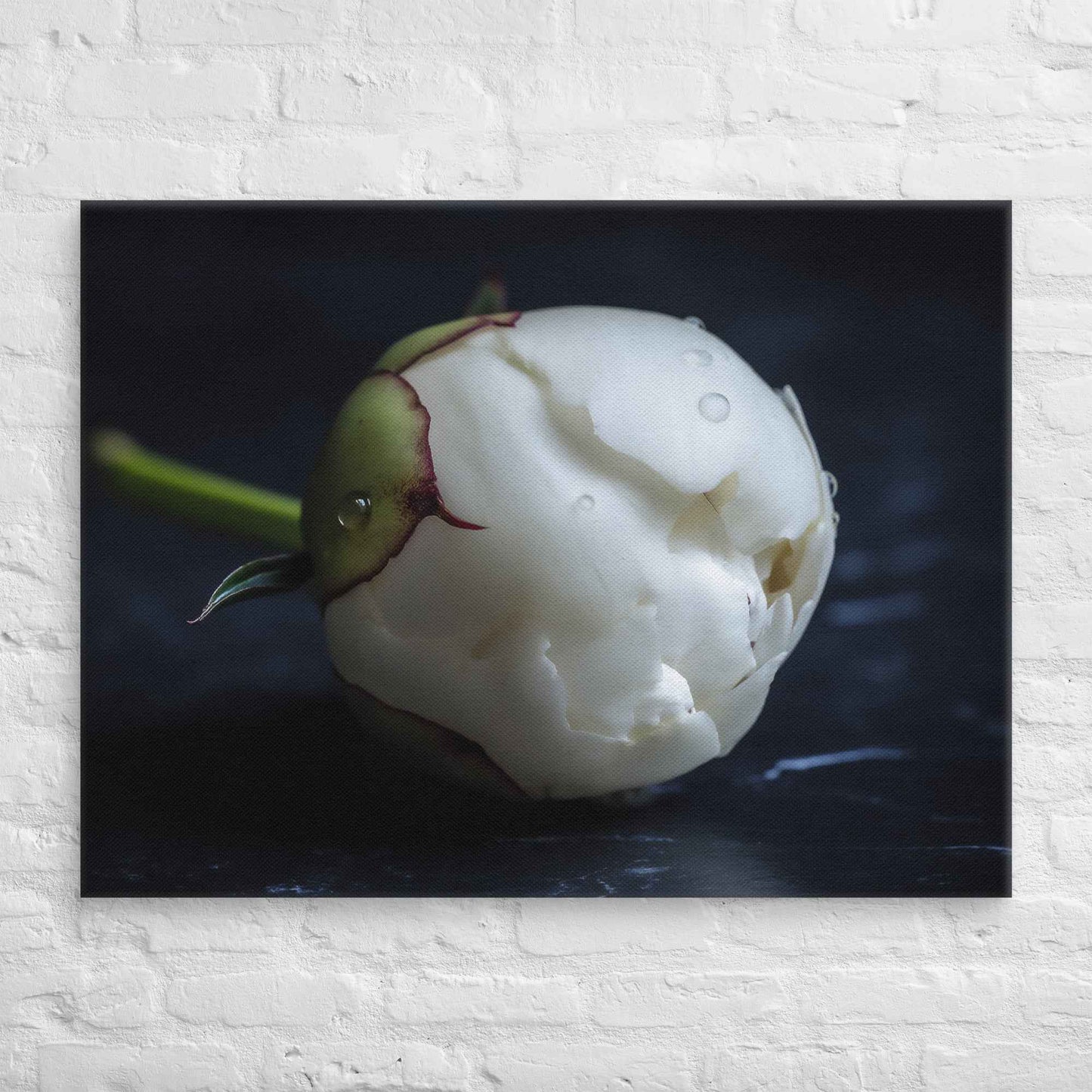 Stark Botanical Peony Bud Floral Photorealistic Digital Artwork Canvas Wall Art Print