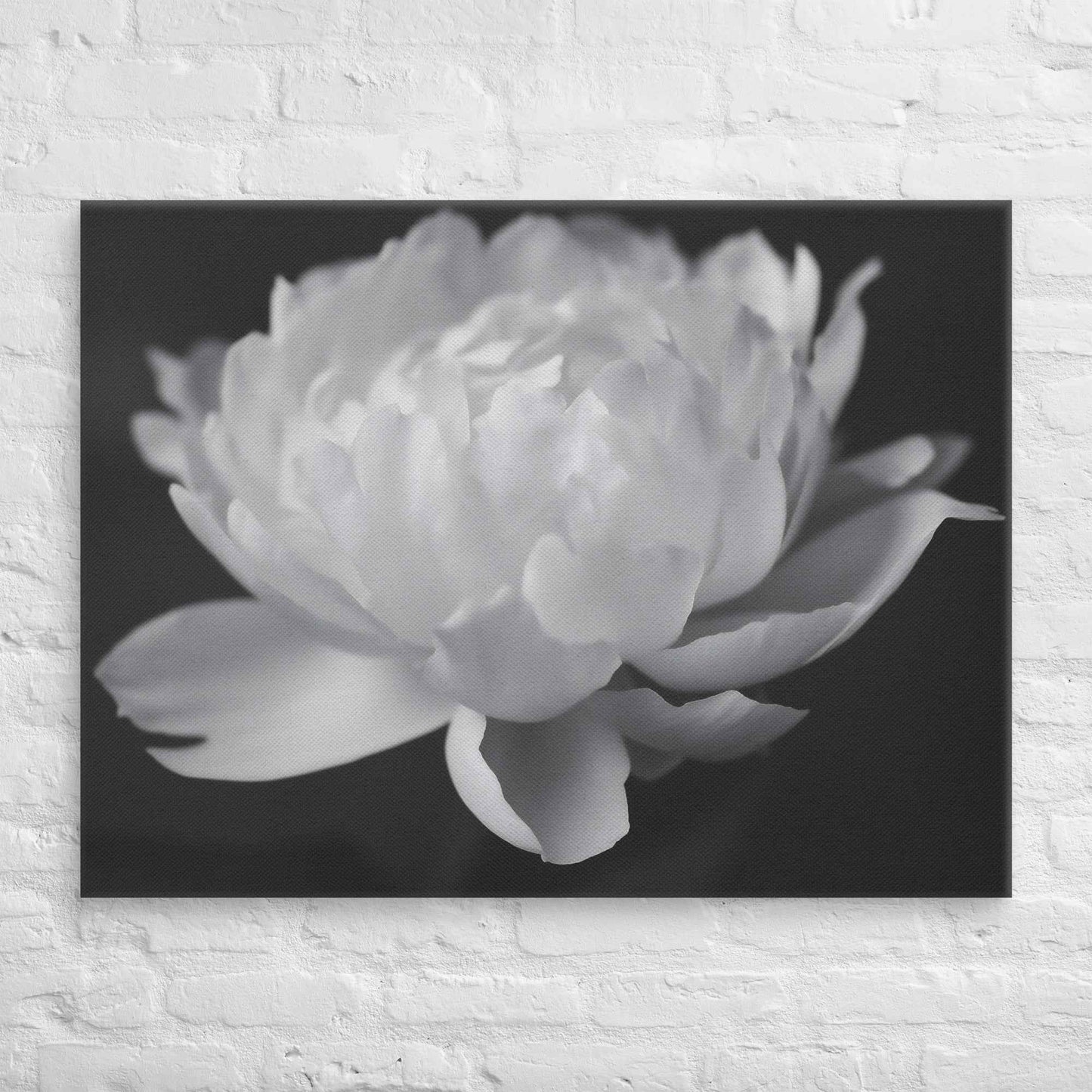 Velvet Shadows Floral Photorealistic Digital Artwork Peony Flower Prints Black and White Canvas