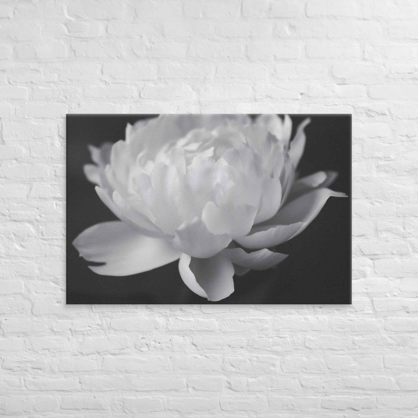Velvet Shadows Floral Photorealistic Digital Artwork Peony Flower Prints Black and White Canvas