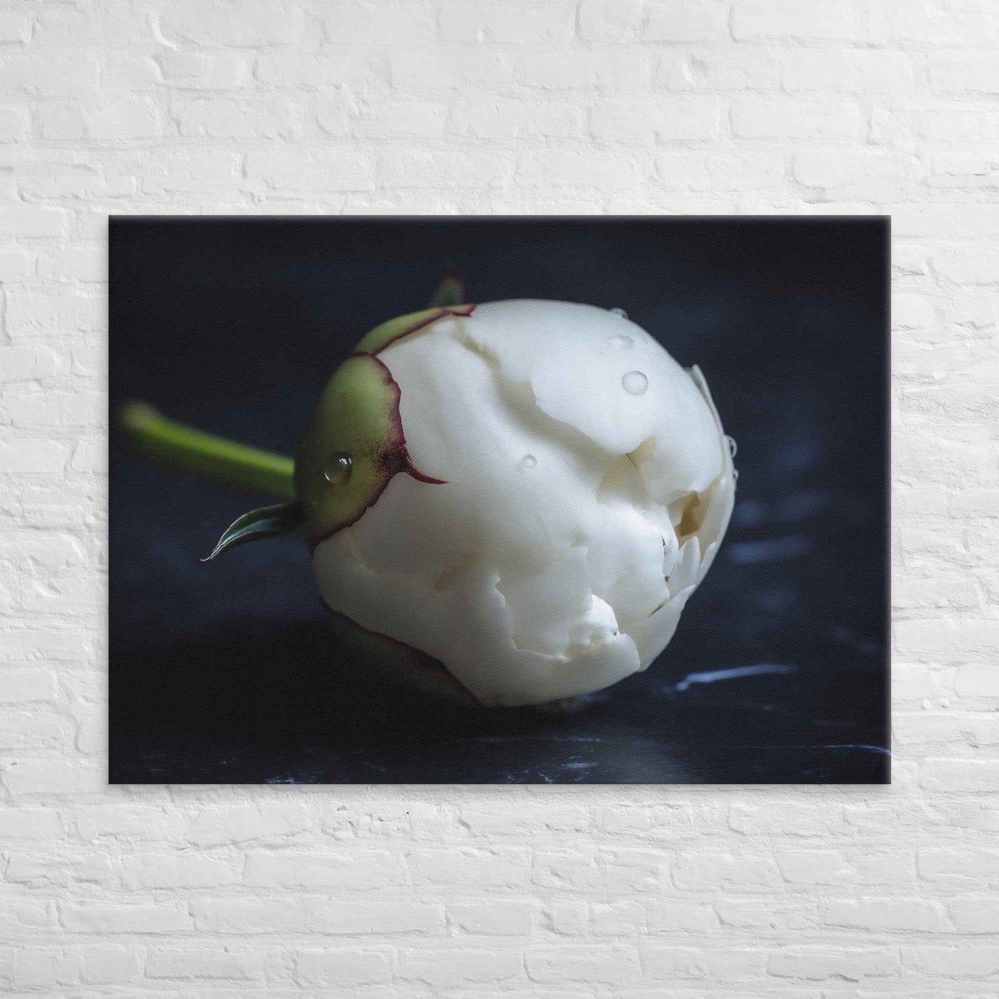 Stark Botanical Peony Bud Floral Photorealistic Digital Artwork Canvas Wall Art Print