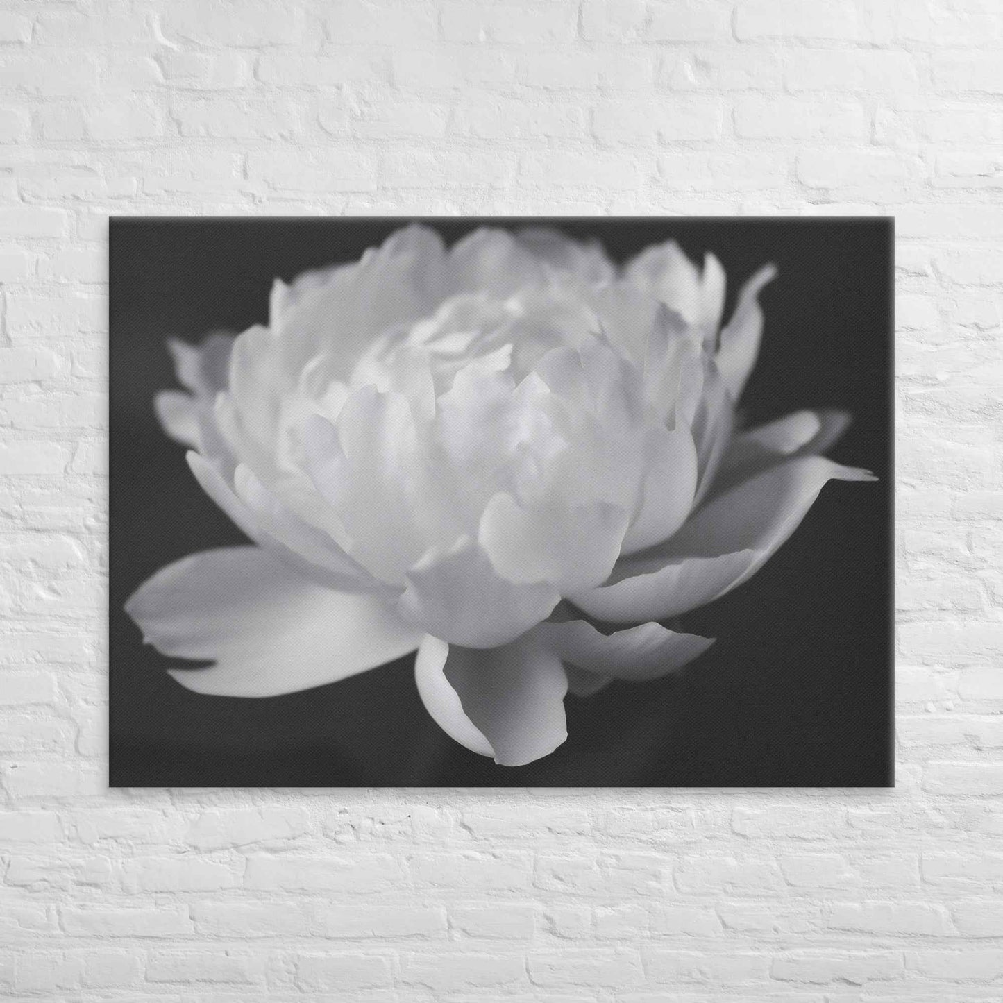 Velvet Shadows Floral Photorealistic Digital Artwork Peony Flower Prints Black and White Canvas
