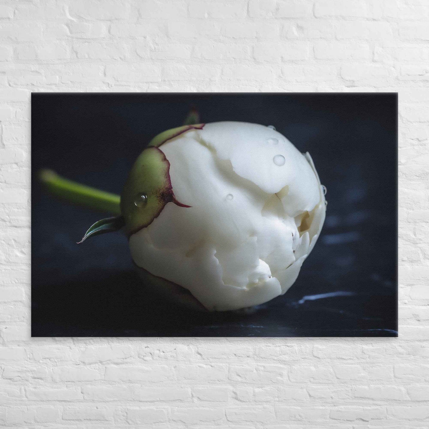 Stark Botanical Peony Bud Floral Photorealistic Digital Artwork Canvas Wall Art Print