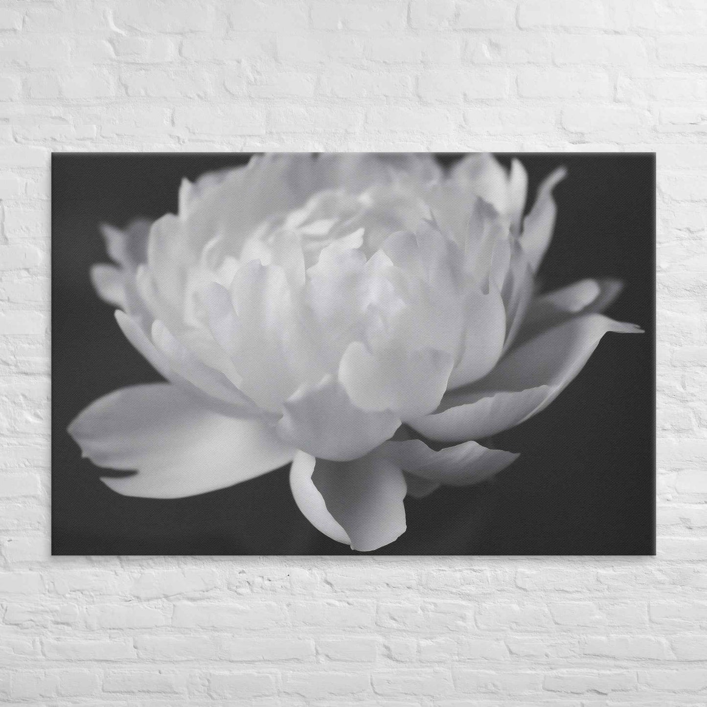 Velvet Shadows Floral Photorealistic Digital Artwork Peony Flower Prints Black and White Canvas