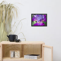 Glowing Iris Floral Nature Photo Framed Wall Art Print