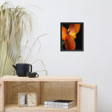Orange Canna at Longwood Gardens Floral Nature Photo Framed Wall Art Print