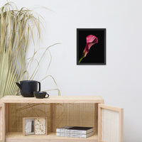 Pink Calla Lily Flower on Black Floral Nature Photo Framed Wall Art Print