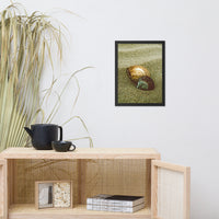 Dreamy Beach Sea Shells Coastal Nature Photo Framed Wall Art Print