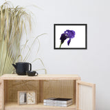Iris On White Floral Nature Photo Framed Wall Art Print