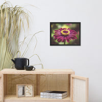 Moody Young-And-Old Age Pink Zinnia Flower Bloom Floral Nature Photo Framed Wall Art Print