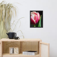 Pink and White Tulip Floral Nature Photo Framed Wall Art Print