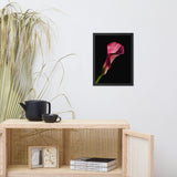 Pink Calla Lily Flower on Black Floral Nature Photo Framed Wall Art Print