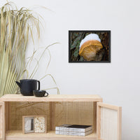 Snow Fungus Botanical Nature Photo Framed Wall Art Print