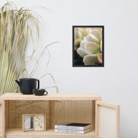 Succulent 4 Botanical Nature Photo Framed Wall Art Print