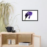 Iris On White Floral Nature Photo Framed Wall Art Print