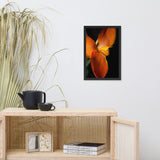 Orange Canna at Longwood Gardens Floral Nature Photo Framed Wall Art Print