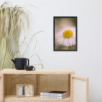 Philadelphia Fleabane Single Bloom Floral Nature Photo Framed Wall Art Print