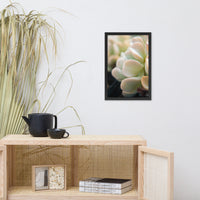 Succulent 4 Botanical Nature Photo Framed Wall Art Print