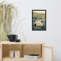 Shell at Bowers 2 Coastal Nature Photo Framed Wall Art Print