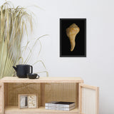 States of Erosion Image 9 Whelk Shell Coastal Nature Photo Framed Wall Art Print
