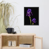 Iris on Black Floral Nature Photo Framed Wall Art Print