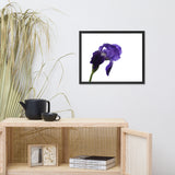Iris On White Floral Nature Photo Framed Wall Art Print