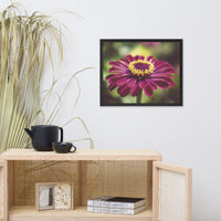 Moody Young-And-Old Age Pink Zinnia Flower Bloom Floral Nature Photo Framed Wall Art Print