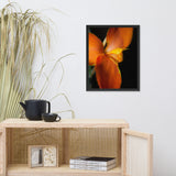 Orange Canna at Longwood Gardens Floral Nature Photo Framed Wall Art Print