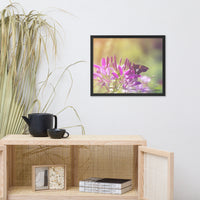 Spider Flower in Glory Light With Spotted Moth Floral Nature Photo Framed Wall Art Print