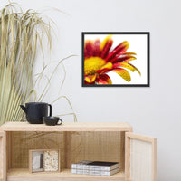 Water Droplets On Mum Petals Floral Nature Photo Framed Wall Art Print