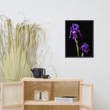Iris on Black Floral Nature Photo Framed Wall Art Print
